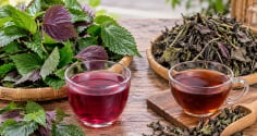 Uống nước lá tía tô tươi hay khô thì tốt hơn?