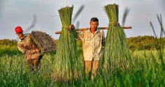 Những nghề mưu sinh nhọc nhằn từ đồng đất đến phố thị Việt Nam