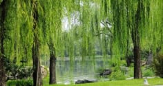 3 loại cây trồng trước nhà: Cây càng xanh người càng suy