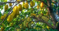 Trồng khế nên trồng khế chua hay khế ngọt