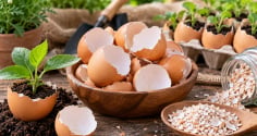 Nhiều người bỏ vỏ trứng vào thùng rác mà không biết 6 công dụng hữu ích này