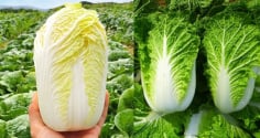 Mua cải thảo: Chọn cây trắng hay cây xanh mới ngon?