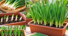 Trồng hành lá trong chậu: Cách đơn giản, nhanh gọn, chăm sóc nhàn mà vẫn có rau ăn quanh năm