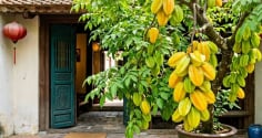 2 hướng tốt nhất trồng cây Khế