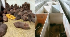 Loài đặc sản “ăn ít, gần như không uống nước”, một nông dân Nghệ An nuôi thành công, mở hướng làm giàu mới