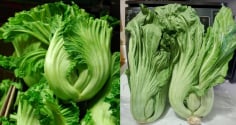 Vì sao mùa thu nên ăn cải bẹ xanh?