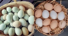 Trứng gà và trứng vịt - loại nào bổ dưỡng hơn?