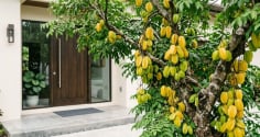 Tuổi nào hợp trồng cây khế nhất?