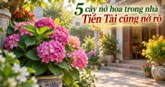 5 cây nở hoa trong nhà Tiền Tài cũng nở rộ