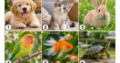 Chọn 1 thú cưng ấn tượng nhất: Hé lộ cách người khác nhìn nhận về bạn