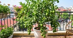 Mệnh nào hợp trồng cây chanh nhất?
