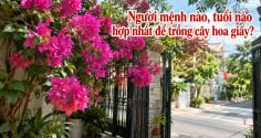 Người mệnh nào, tuổi nào hợp nhất để trồng cây hoa giấy?