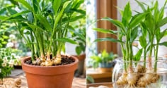 Trồng gừng phong thủy: Nên trồng thủy sinh hay vào chậu đất để cây vừa tốt vừa hút lộc?