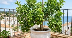 Cách trồng chanh trong chậu quả sai trĩu cành, ăn quanh năm