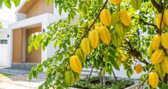 Cách trồng khế quả chín đầy cành, ngọt lịm, mọng nước