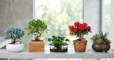 Không phải cây nào cũng hợp mọi mệnh: Cách chọn cây cảnh theo ngũ hành dễ áp dụng