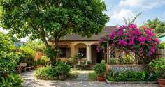 3 loại cây quen thuộc được nhiều gia đình chọn trồng trước nhà, vừa tạo bóng mát vừa mang ý nghĩa phong thủy