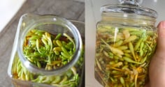 Cách làm hoa đu đủ đực ngâm mật ong để được lâu
