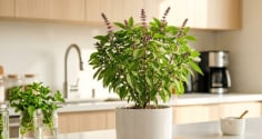Cây húng quế tốt cho phong thủy: Trồng ở 3 hướng này hút tài lộc