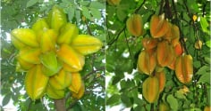 3 vị trí không nên trồng khế kẻo hao tài tán lộc