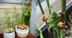Cách trồng gừng ra hoa hút Tài Lộc, gọi Phú Quý