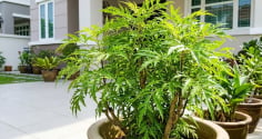 Mệnh nào không hợp trồng cây đinh lăng?