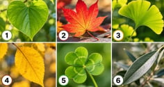 Chọn một chiếc lá để xem sắp tới vận trình của bạn có điều gì đáng lưu ý