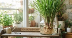 Cách trồng sả thủy sinh dùng cả năm không hết