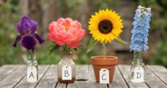 Chọn 1 bông hoa bạn thích nhất