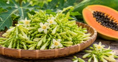 Hoa đu đủ đực không phải ai cũng nên dùng: 5 nhóm người cần đặc biệt cẩn thận