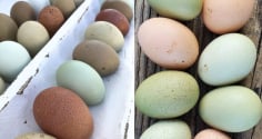 Trứng gà vỏ xanh khác trứng gà vỏ trắng, vỏ nâu ở điểm nào?