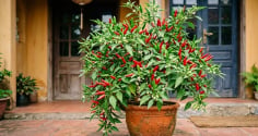 Vị trí trồng cây ớt hút tài lộc