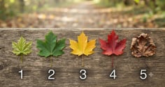 Chọn 1 chiếc lá bạn thích nhất