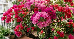 4 điều nhất định phải biết khi trồng cây hoa giấy