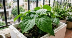 Cách trồng lá lốt trong chậu, cắm vài cành, ăn quanh năm