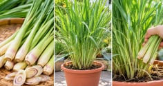 Cách trồng sả trong chậu nhanh thành bụi to, có sả dùng quanh năm: Chỉ cần nhớ 5 bước này