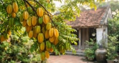 Những ai không nên trồng cây khế?