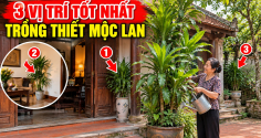 3 Vị trí tốt nhất trồng cây Thiết Mộc Lan cho gia chủ