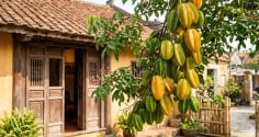 Người mệnh nào kỵ cây Khế nhất?