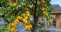 Vì sao nên trồng một cây khế trong nhà?