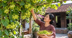 3 vị trí trồng hoa thiên lý gia chủ hưởng Lộc bền