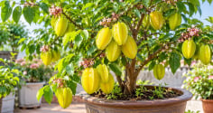 Trồng cây khế phong thủy trong chậu: Nhớ mẹo này để cây xanh tốt lâu năm, quả sai trĩu cành