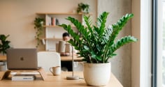 5 loại cây phong thủy dễ chăm, người mới khởi nghiệp có thể đặt ngay tại bàn làm việc