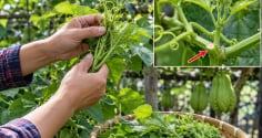 Cách trồng su su ra ngọn tua tủa, mập đều
