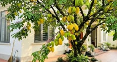 Có 1 tin vui đặc biệt cho những nhà đang trồng khế, nhất là cây đã trồng lâu năm