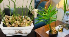 Trồng gừng phong thủy: Nên trồng trong đất hay trồng thủy sinh?