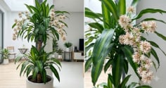 Cách trồng cây thiết mộc lan ra hoa, gia chủ nên lưu ý những gì?