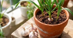 Cách trồng tỏi nhanh lớn, củ căng tròn
