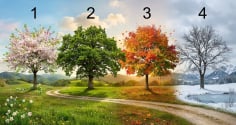 Trắc nghiệm: Lựa chọn 1 cái cây sẽ nói cho bạn biết tháng 9 âm bạn giàu có hay không?