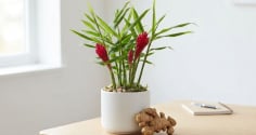2 vị trí tốt trồng gừng giúp hút tài lộc vào nhà
